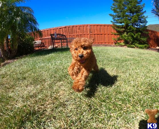 PuppyAvenue Picture 1